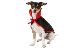 Dog Vampire Costume 2-in-1 set for Halloween Dog vampire costume in black and red with a high collar and bow tie, 2-in-1 set, lightweight, durable and adjustable.