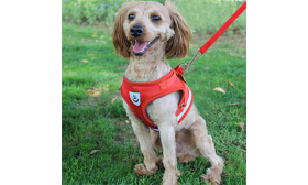 Red reflective dog harness vest with matching leash, lightweight, breathable fabric for comfort and secure fit.