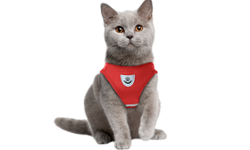 Red reflective cat harness vest with a matching leash, practical, includes breathable mesh fabric and a 120 cm long leash.