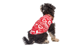 Dog wearing a red Valentine's Day-themed vest with red and white heart, designed as a festive and stylish pup outfit.