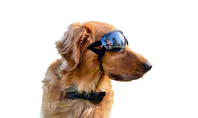 UV-Protection Dog Sunglasses with Adjustable Straps - Windproof and Waterproof UV-protection dog sunglasses with adjustable straps, waterproof and lightweight, head 36-56 cm, mandible 20-25 cm.