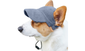 Breathable Dog Sports Hat for Summer Corgi wearing a breathable blue ribbed dog sports hat, lightweight, to protect from the sun during summer outings.