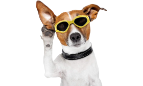 Stylish Dog Sunglasses with UV-Protection Yellow dog sunglasses with UV-protection, dark tinted lenses for eye safety and a stylish look. Adjustable and comfortable.
