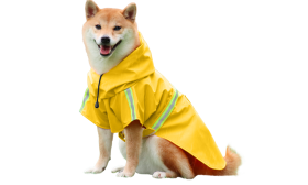 Shiba Inu in a waterproof yellow raincoat with reflective strips, easy on and off straps, for rainy walks.