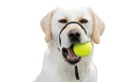 No Pull Dog Head Collar with Padded Nose Loop Black no-pull dog head collar with adjustable black strap and padded nose loop, to prevent pulling during walks, size large.