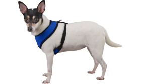 Dog harness Side view of a dog wearing a blue mesh harness with black straps, lightweight, showing a secure and snug fit.