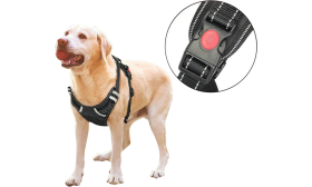 Dog in no pull harness featuring a close-up of durable buckle, small size, ideal for secure and safe restraint during walks.